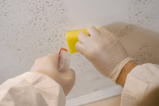 Professional Mold Removal in Palmer Ranch, FL